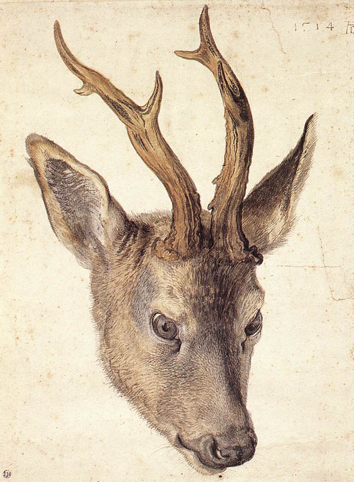 duerer_-_kopf_eines_rehbocks