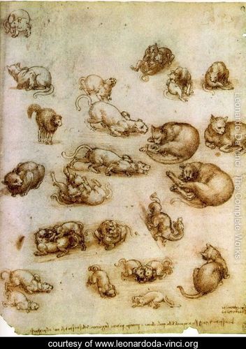 study-of-cat-movements-and-position-1517-18-normal